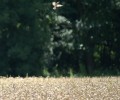 Joshofen Landschaft